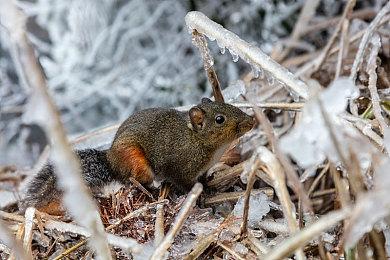 PS3模拟器RPCS3修复顽皮狗多款游戏的画面问题